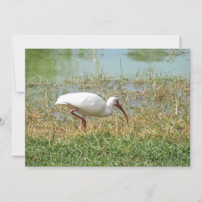 White Ibis Flat Greeting Card (Front)