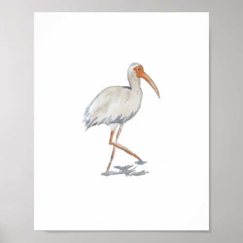 White Ibis Florida Bird Nature Painting Poster