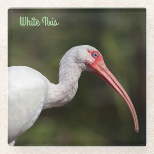 White Ibis Glass Coaster