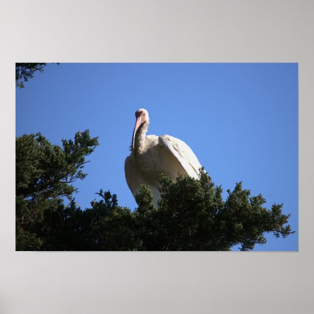 White Ibis in Tree Poster (Front)