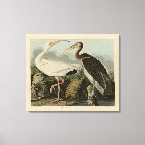 White Ibis _ John James Audubons Birds of America Canvas Print