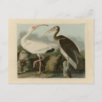 White Ibis - John James Audubon's Birds of America