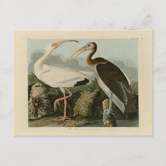 White Ibis - John James Audubon's Birds of America Postcard