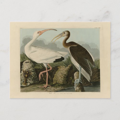 White Ibis _ John James Audubons Birds of America Postcard