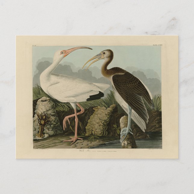White Ibis - John James Audubon's Birds of America Postcard (Front)