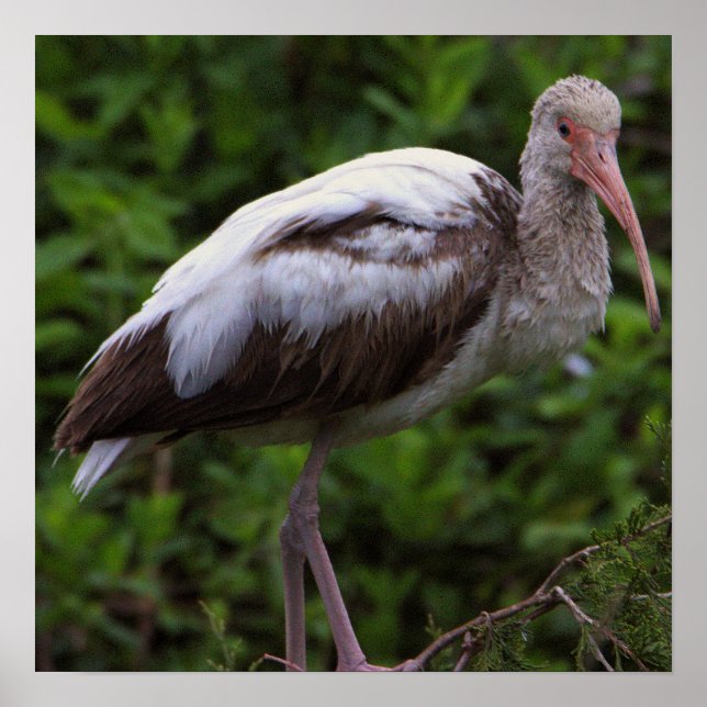 White Ibis Juvenile Poster  (Front)