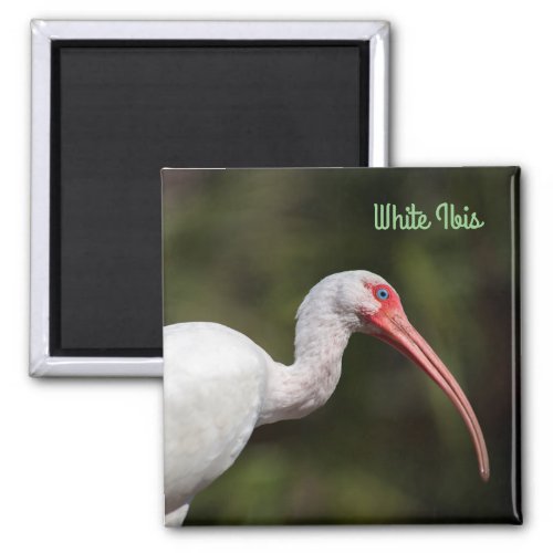 White Ibis Magnet