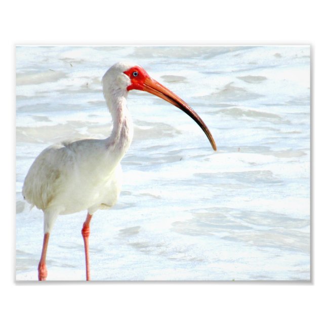 White Ibis on the Beach Photo Print (Front)