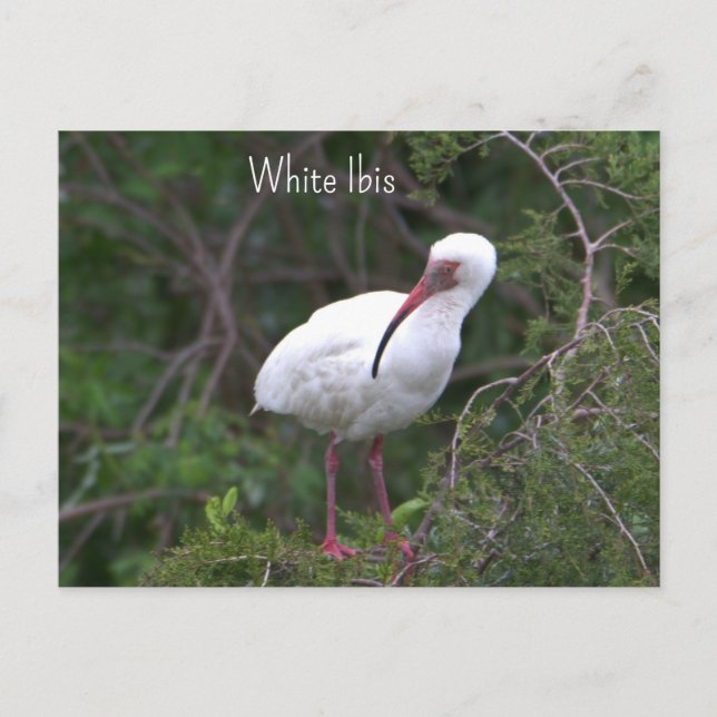 White Ibis Photo Postcard (Front)