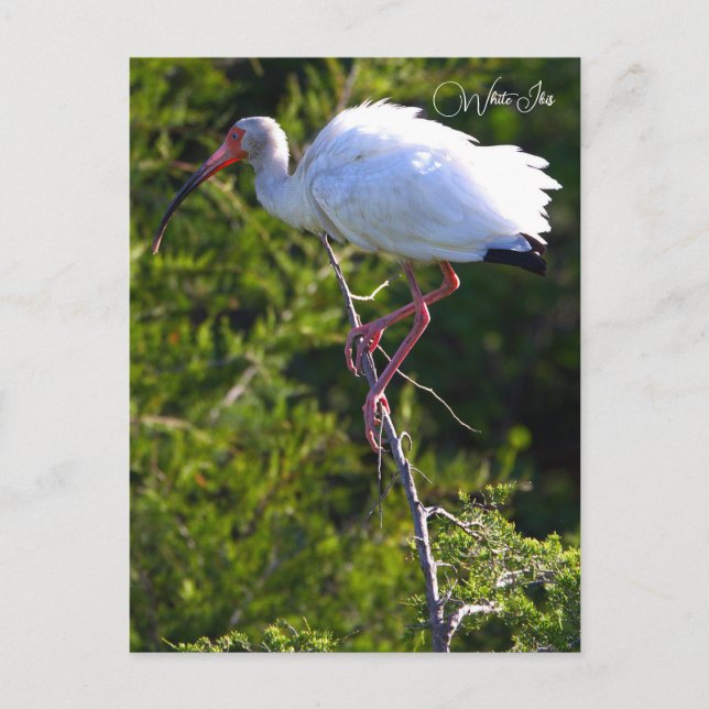 White Ibis Photo Postcard (Front)