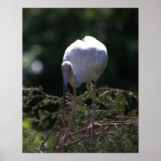 White Ibis Photo Poster