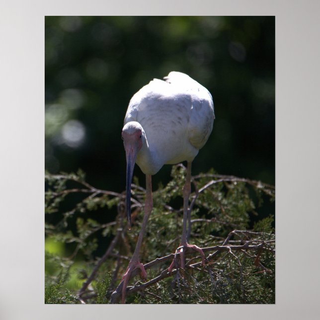 White Ibis Photo Poster (Front)
