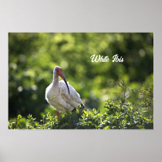 White Ibis Poster