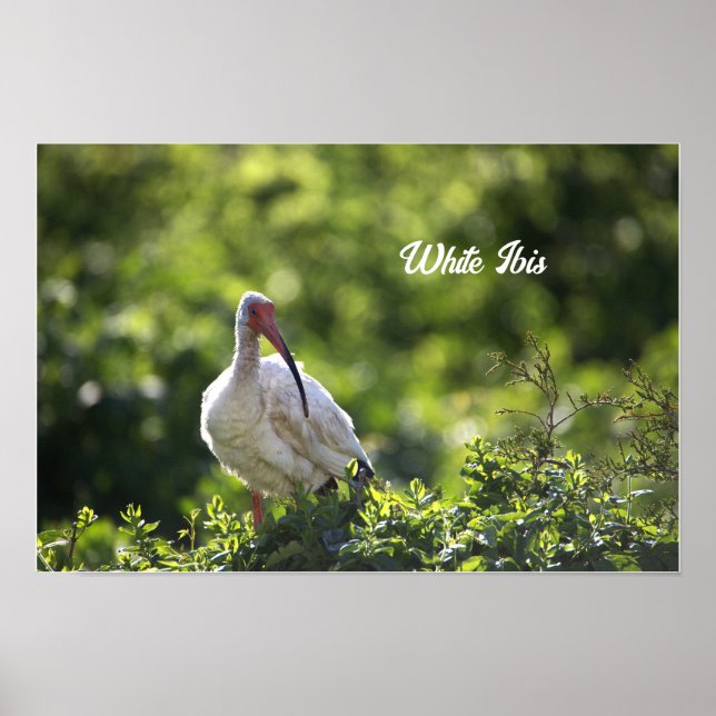 White Ibis Poster (Front)