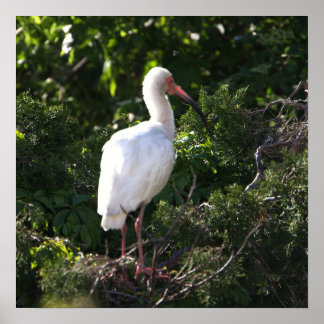 White Ibis Poster