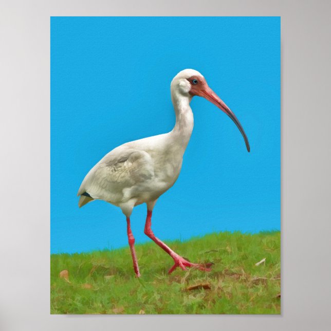 White Ibis Print (Front)