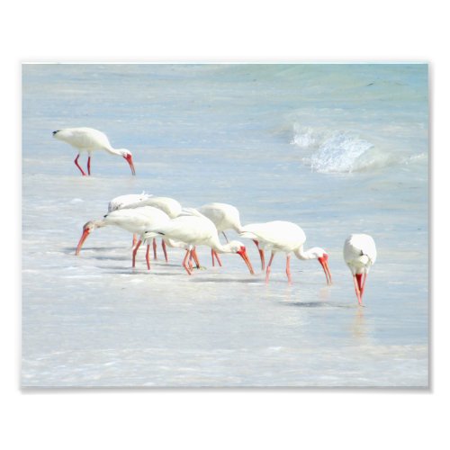 White Ibis Shore Birds on the Beach Photo Print