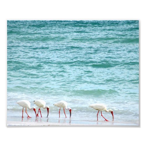 White Ibis Shorebirds Walking on the Beach Photo Print