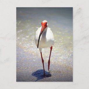 White Ibis Strut Postcard