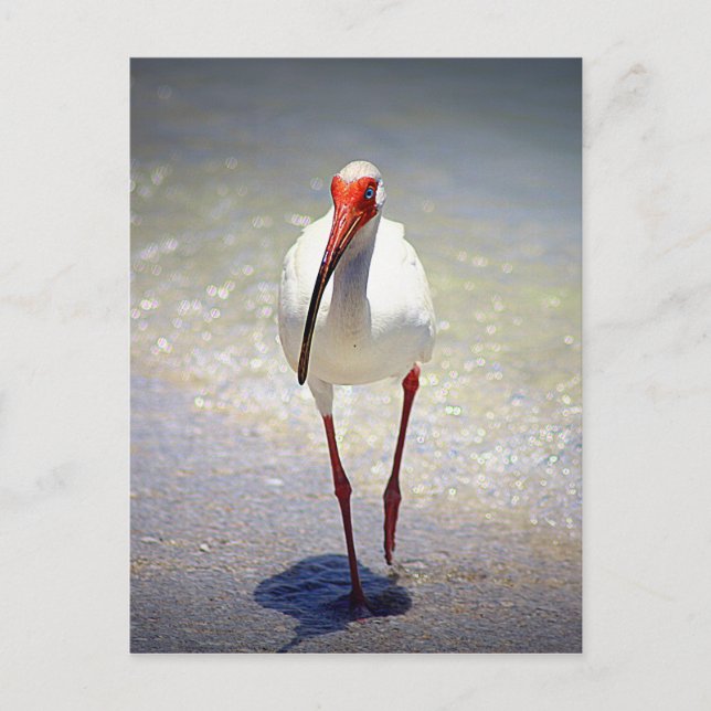 White Ibis Strut Postcard (Front)