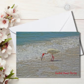 White Ibis Wading Bird on Sanibel Island Florida