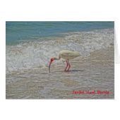 White Ibis Wading Bird on Sanibel Island Florida (Front Horizontal)