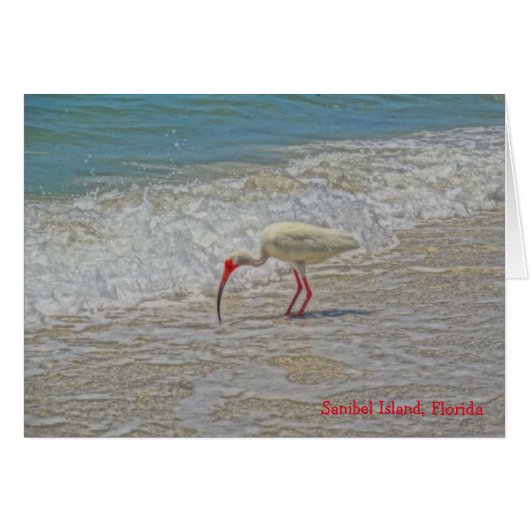 White Ibis Wading Bird on Sanibel Island Florida (Front Horizontal)