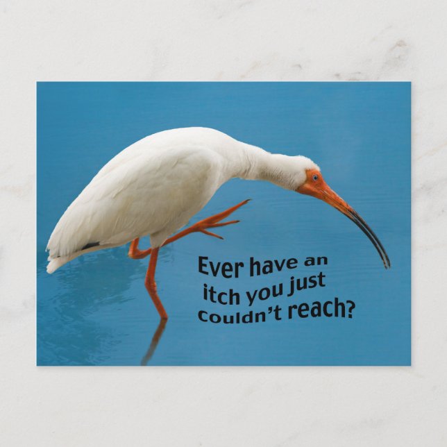 White Ibis with an Itch Postcard (Front)