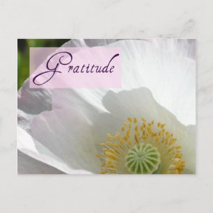 White Iceland Poppy Gratitude Post Card