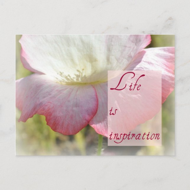White Iceland Poppy- Life is Inspiration Post Card (Front)