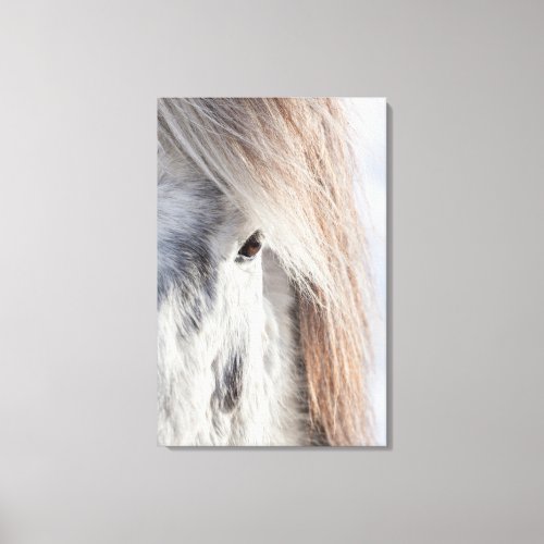 White Icelandic Horse face Iceland Canvas Print