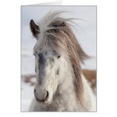 White Icelandic Horse Headshot (Front)