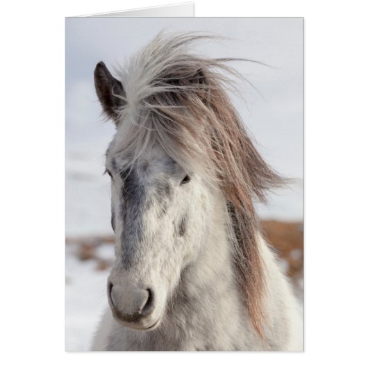 White Icelandic Horse Headshot Cards (Front)