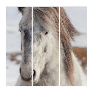 White Icelandic Horse Headshot Triptych