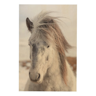 White Icelandic Horse Headshot Wood Wall Art