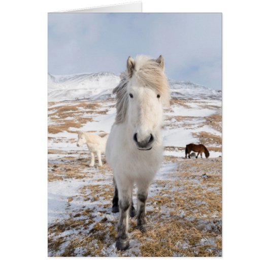 White Icelandic Horse, Iceland (Front)