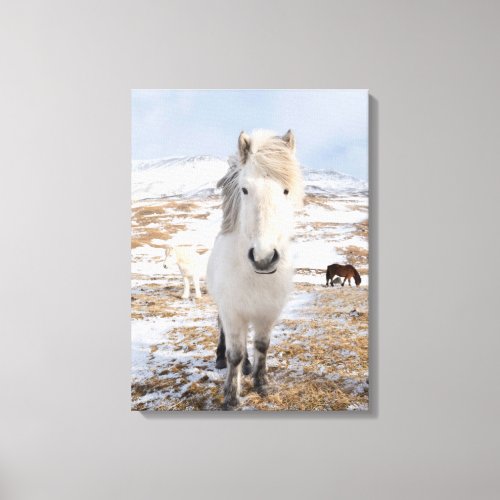White Icelandic Horse Iceland Canvas Print
