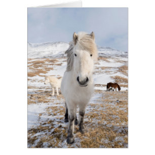 White Icelandic Horse, Iceland Cards