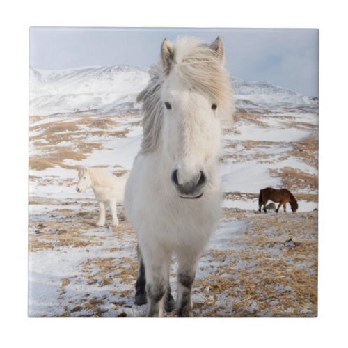 White Icelandic Horse Iceland Ceramic Tile