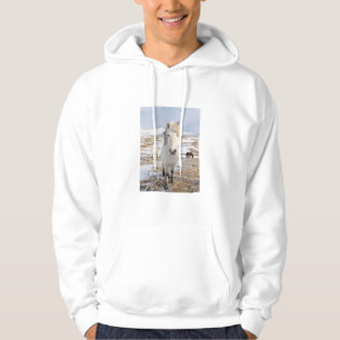 White Icelandic Horse, Iceland Hoodie