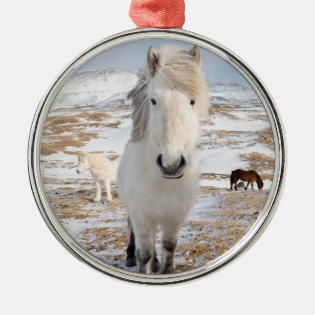 White Icelandic Horse, Iceland Metal Ornament (Front)