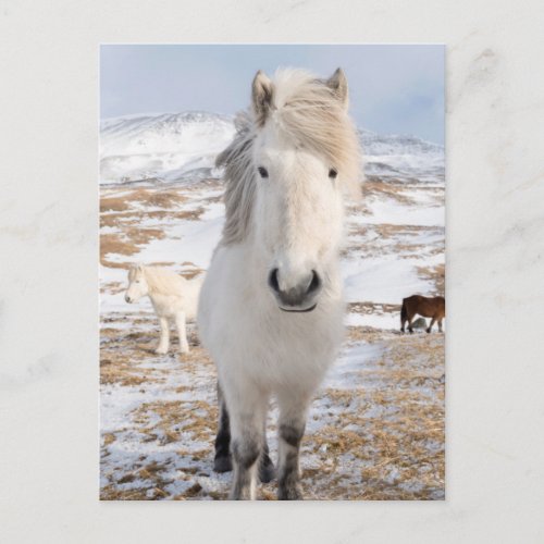 White Icelandic Horse Iceland Postcard
