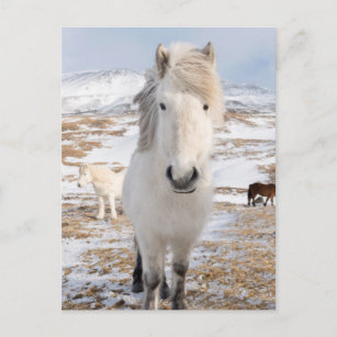 White Icelandic Horse, Iceland Postcard
