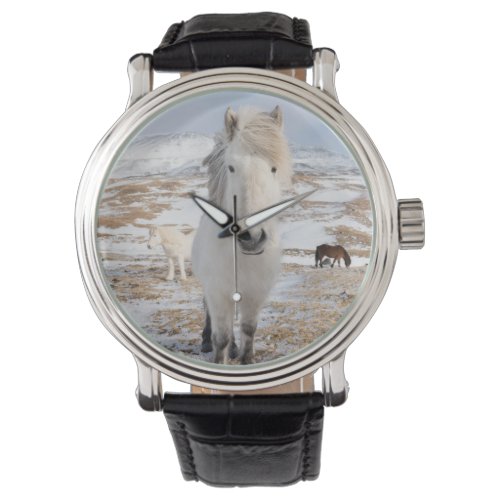 White Icelandic Horse Iceland Watch