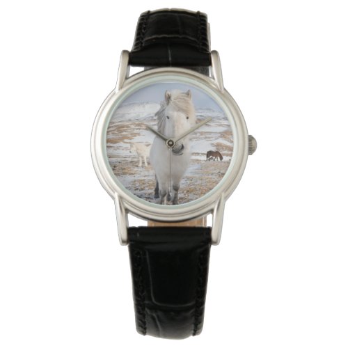 White Icelandic Horse Iceland Watch