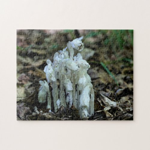 White Indian Pipe Ghost Flower Wildflowers  Jigsaw Puzzle