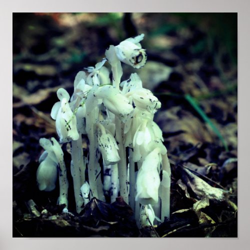 White Indian Pipe Ghost Flower Wildflowers  Poster