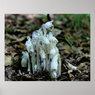 White Indian Pipe Ghost Flower Wildflowers Poster
