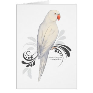 White Indian Ringneck Parrot Cards