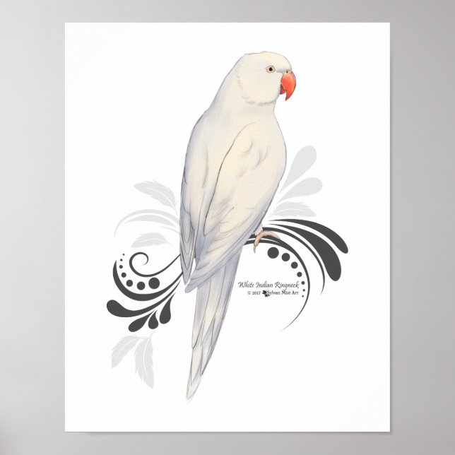 White Indian Ringneck Parrot Poster (Front)